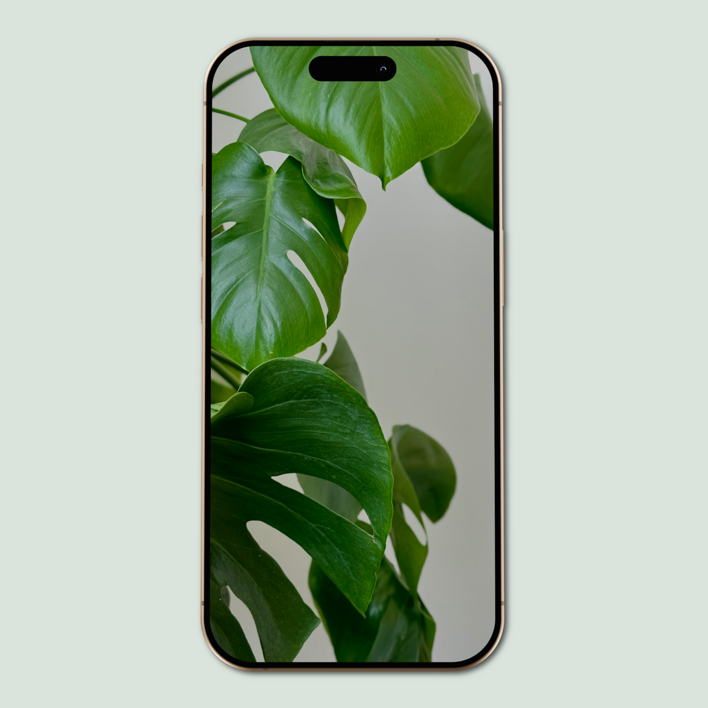 monstera wallpaper. - sagelle.
